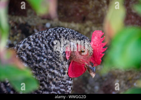 A close up of a Barred Plymouth Rock chicken with beautiful black and white feathers
