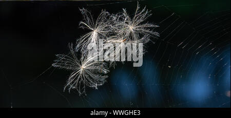 Thistle seed pods stuck in a spiders web; wind dispersal seeds Stock Photo