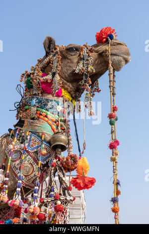Decorated head of a camel in desert Thar during Pushkar Camel Fair, Pushkar Camel Mela in Rajasthan, India. Close up Stock Photo