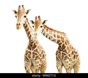 Two cute curiosity giraffes. Isolated on white background Stock Photo
