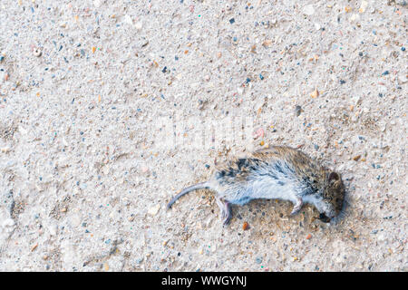 Gray mouse died on the cement floor because it was a cat bite. Rat corpse. Stock Photo