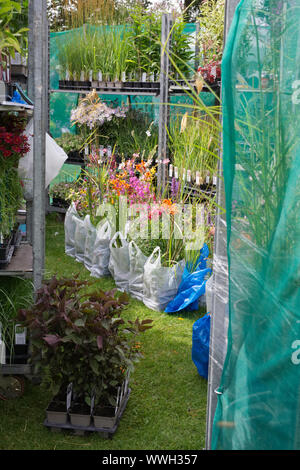 Plants being stored at a stall for collection at RHS Wisley flower show. Stock Photo