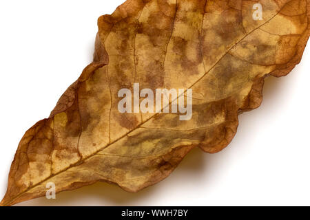 Part of autumn dry walnut leaf, Juglans regia or Persian walnut. Isolated on white background. Close-up view. Stock Photo