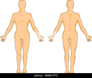 anterior and posterior body female