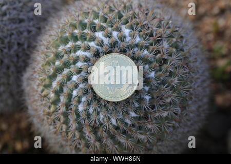 Bitcoin close up coin on a golden Barrel cactus Stock Photo