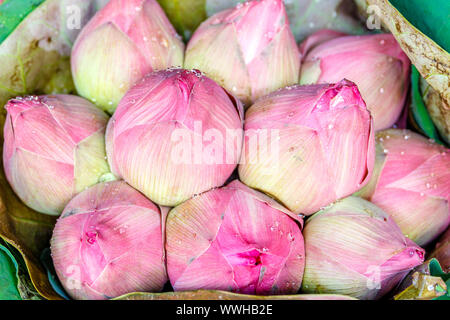 Close up of fresh pink lotus flowers at Pak Khlong Talat, flower market in Bangkok, Thailand. Stock Photo