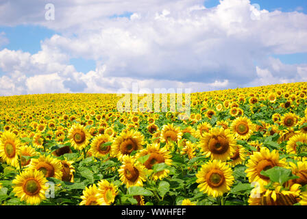 sunflower field over cloudy blue sky Stock Photo