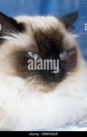 Siberian Forest Cat Stock Photo