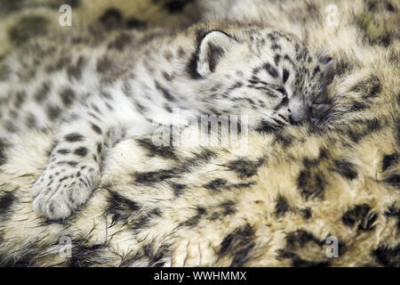 Schneeleopard, Irbis, Jungtier schlafend, cub, sleeping, Unica unica, Panthera unica, Snow Leopard Stock Photo