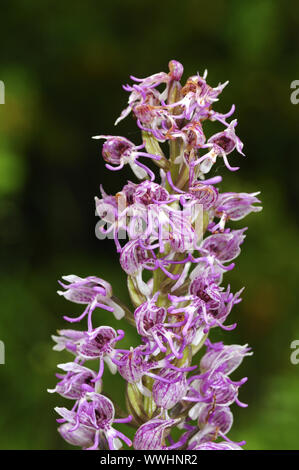 Hybrid purple orchid and monkey orchid Stock Photo