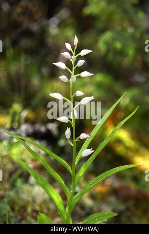 Sword-leaved Woodland Birdlet Stock Photo