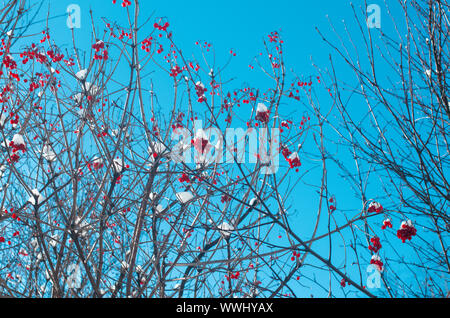 Bunches of red viburnum covered with snow in twisted dry branches Stock Photo