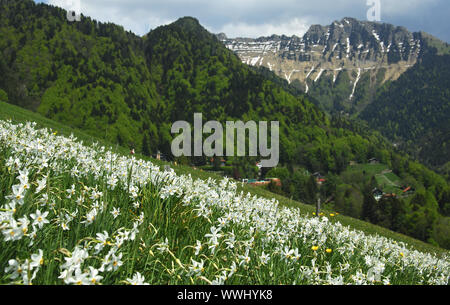 Mountain meadow with flowering white daffodils Stock Photo