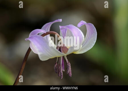 dental lily blossom Stock Photo