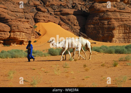 Tuareg with riding dromedary in the desert Stock Photo