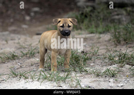 Canis lupis dingo, Fraser Island, Queensland, Australia Stock Photo