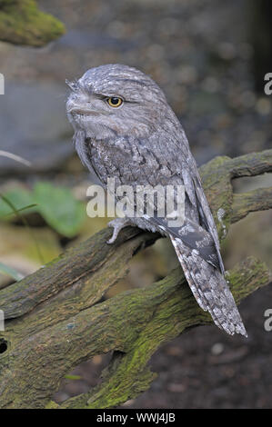 Podargus strigoides, Queensland, Australia Stock Photo