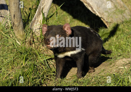 Tasmanian devil, Sarcophilus harrisii, Tasmania Stock Photo