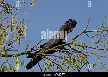 black red-tailed cockatoo, Calyptorhynchus banksii, Litchfield NP, Nothern Territory, Australia August Stock Photo