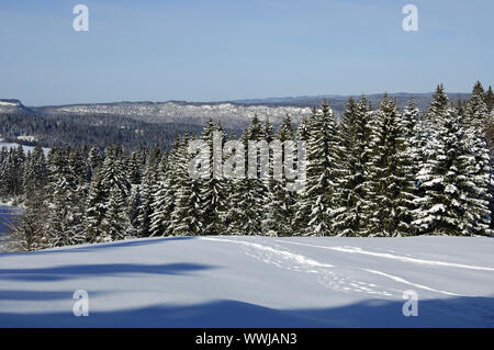 Snow-covered spruce forest in the Jura Mountains Stock Photo