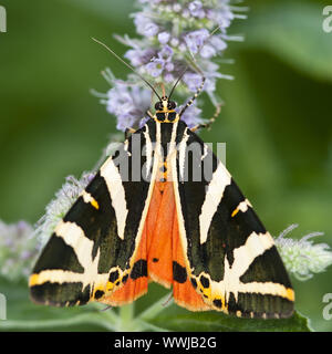 Jersey Tiger (Euplagia quadripunctaria) Stock Photo