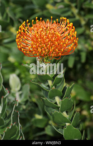 Leucospermum cordifolium Stock Photo