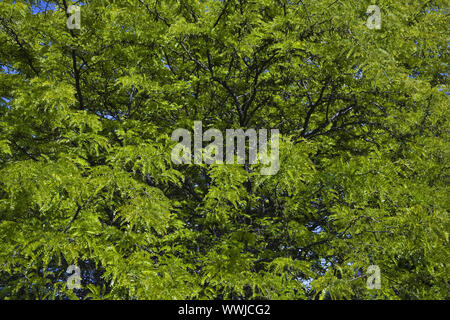 Weeping golden ash (Fraxinus excelsior) Stock Photo