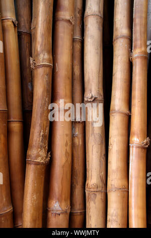 dried bamboo cane trunk pattern texture Stock Photo