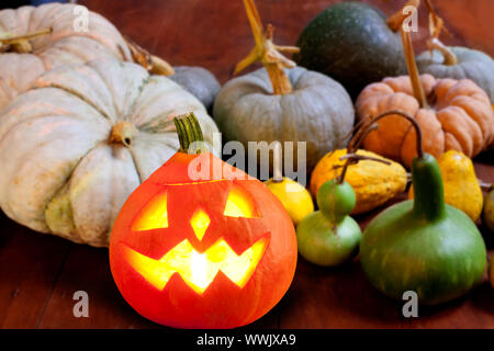 Halloween pumpkin Jack o lantern candle glowing with varied species Stock Photo