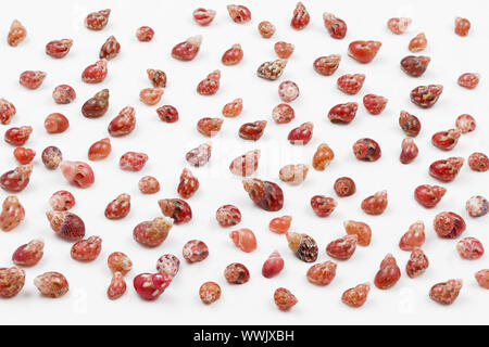 Tiny sea snails on a white background Stock Photo