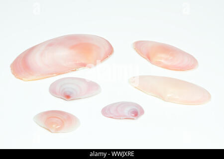 Mussels on white background Stock Photo