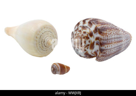 Sea snails on white background Stock Photo
