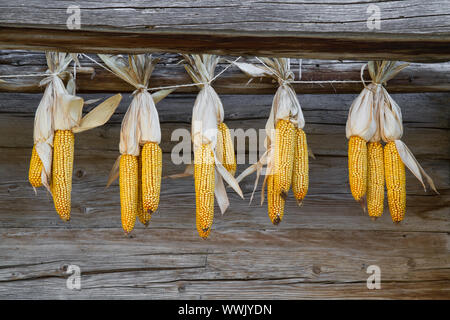 Corn on the cob suspended for drying Stock Photo