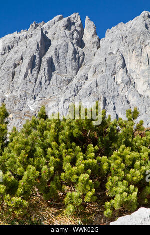 Mountain pine, mountain pine (Pinus mugo) Stock Photo