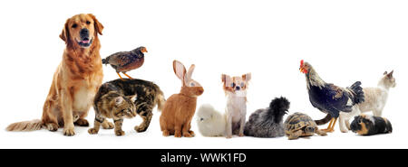 group of pet in front of a white background Stock Photo