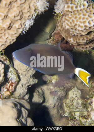 Bluethroat triggerfish Stock Photo
