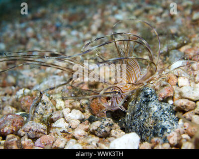 Young Lionfish Stock Photo