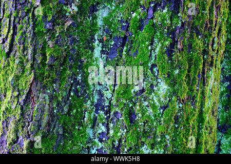 closeups of bark of chestnut tree partly covered with moss Stock Photo