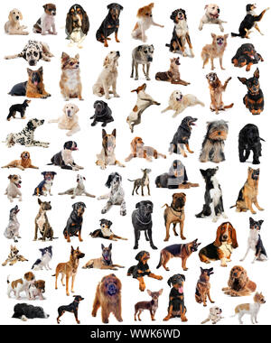 composite picture with purebred  dogs in a white background Stock Photo