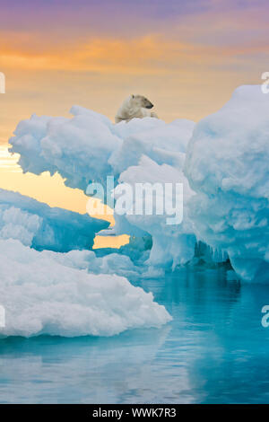 Polar bear sitting on frozen ice outcrop.  Vertically framed shot. Stock Photo