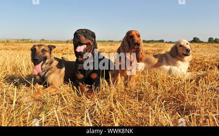 four dogs lying down in a field Stock Photo