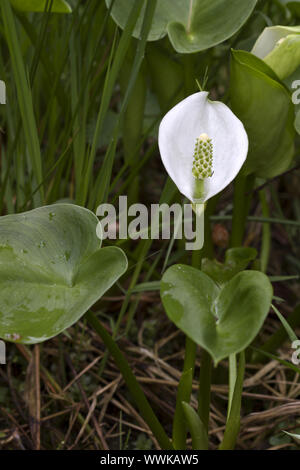 Swamp Calla or Dragonwort (Calla palustris) Stock Photo