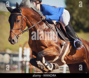 A Bay beautiful horse with a gray mane jumps high at horse show jumping competitions with a rider in a blue suit in the saddle. Stock Photo