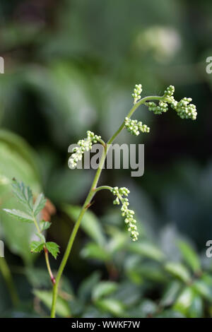 Dwarf Geissbart (Aruncus aethusifolius) Stock Photo