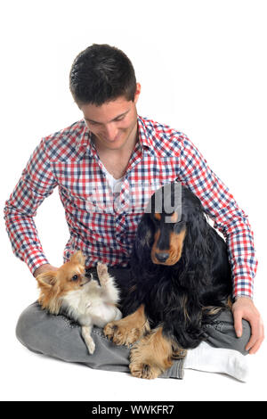 portrait of a  purebred english cocker, chihuahua and man in a studio Stock Photo