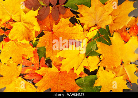 top view of red, green and yellow leaves in water like background, autumn concept Stock Photo