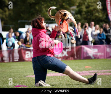 Warsaw, Poland. 15th Sep, 2019. A dog jumps to catch a frisbee during the Flying Dogs competition in Warsaw, Poland, Sept. 15, 2019. Credit: Jaap Arriens/Xinhua Stock Photo