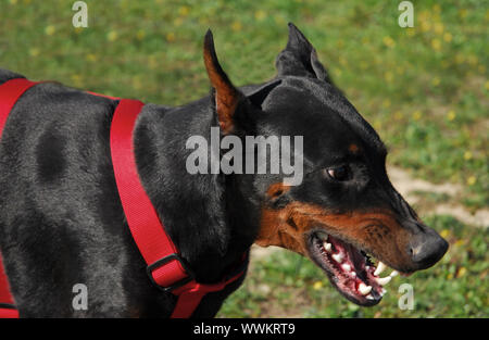 portrait of an aggressive doberman pinscher in a field Stock Photo