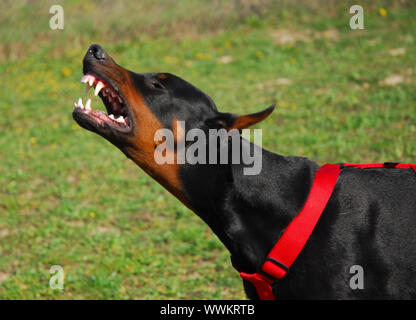 portrait of an aggressive doberman pinscher in a field Stock Photo