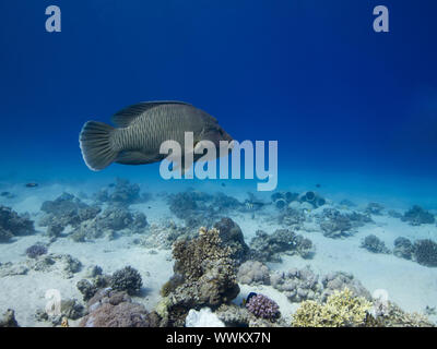 Napoleon wrasse Stock Photo